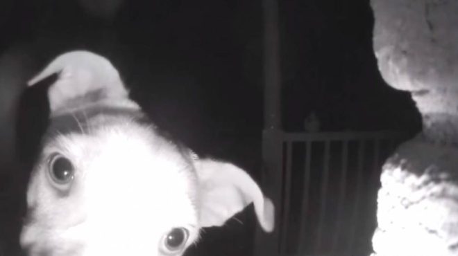 πανέξυπνος-σκύλος-χτυπάει-το-κουδούν-182761