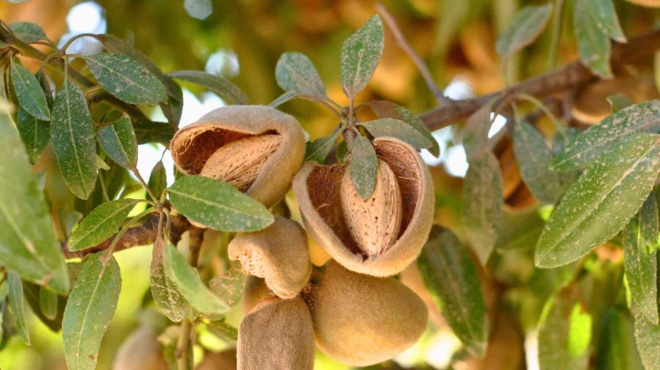 καίει-το-λίπος-της-κοιλιάς-o-ξηρός-κα-196713