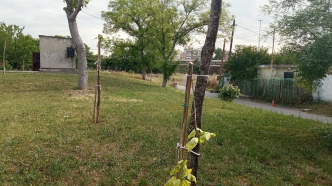 εύοσμος-βανδάλισαν-και-ξερίζωσαν-τα-δ-190244