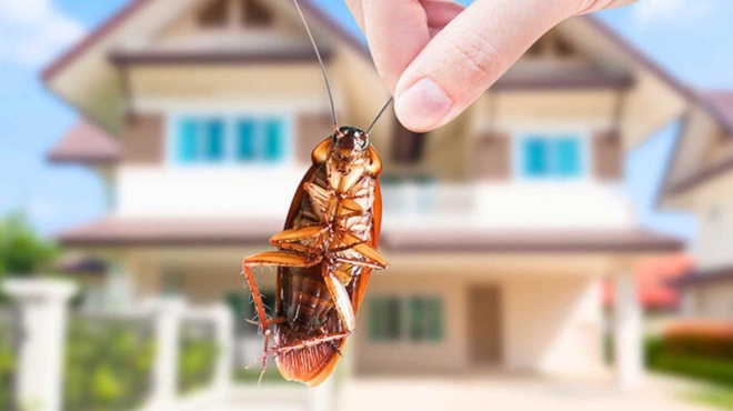 μύγες-και-κουνούπια-τρόποι-για-να-τα-δι-196316
