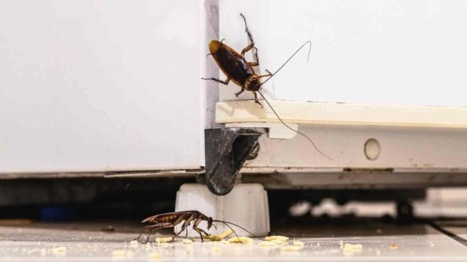 το-θαυματουργό-απωθητικό-που-διώχνει-192657