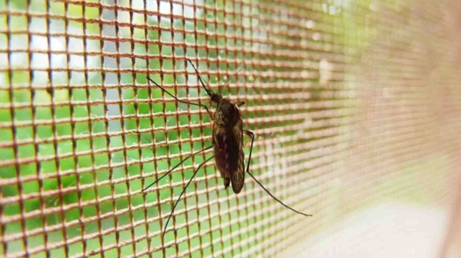 τέλος-στα-κουνούπια-8-έξυπνες-λύσεις-γι-199660