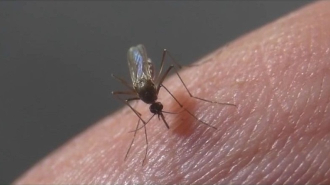 κουνούπια-πείτε-αντίο-με-8-έξυπνους-τρό-197052