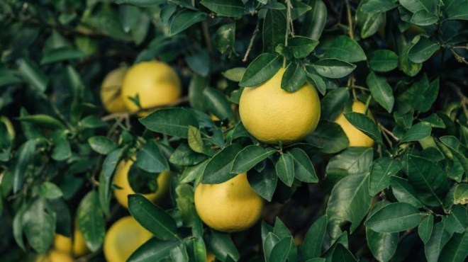 το-σνομπάρουν-όλοι-το-ξεχασμένο-φρο-201805