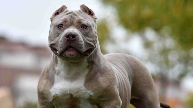 δεν-είναι-τυχαίο-γιατί-ένας-σκύλος-παρ-201419