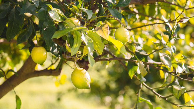 λεμόνια-το-απόλυτο-μυστικό-για-να-κρατ-247508