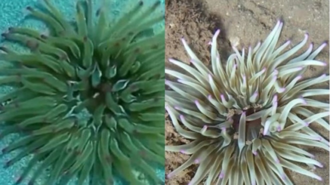 τρόμος-στις-ελληνικές-παραλίες-αυξάν-252162