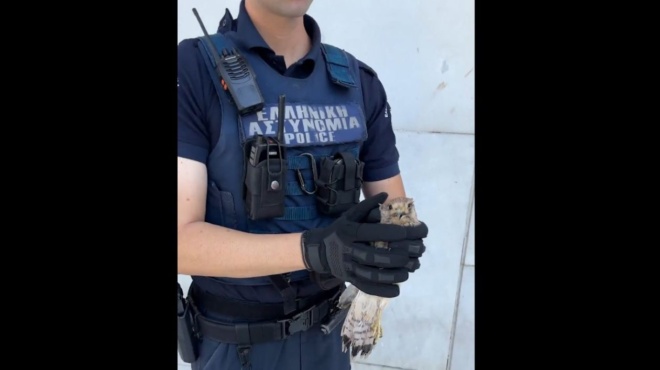 αστυνομικός-διέσωσε-γεράκι-που-κατέρ-254261