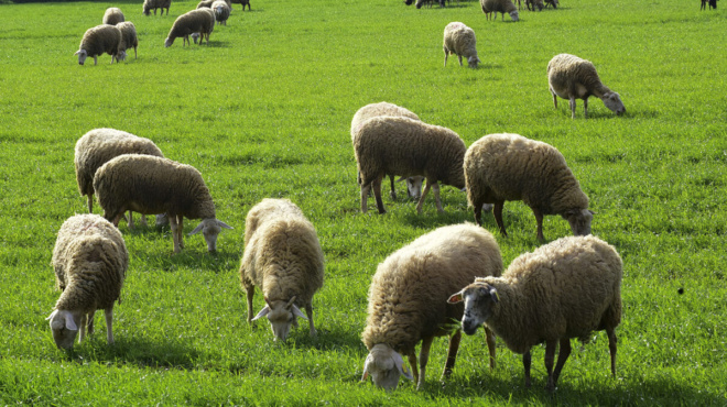 οπεκεπε-άρχισαν-οι-πρώτες-συλλήψεις-255584