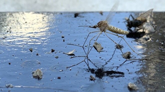 ιός-δυτικού-νείλου-τα-τέσσερα-πρώτα-κρ-254430