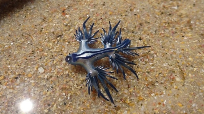 τρόμος-στις-παραλίες-φύγετε-μακριά-αν-258772