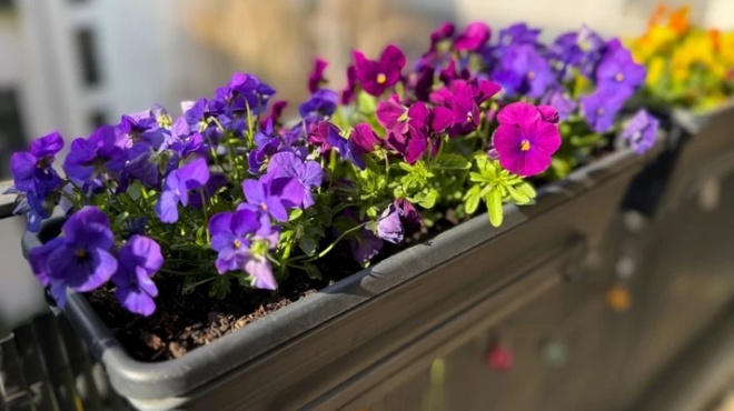 φενγκ-σουί-aν-θέλετε-να-γίνετε-πλούσιοι-259102